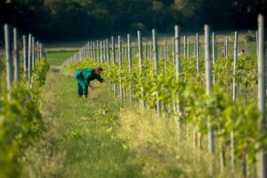 Werkstück Weimar - Arbeit im Weinberg