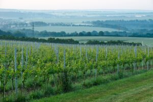 Werkstück Weimar - Der Weinberg